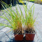 Ostrevka dlhosteblová (Sesleria heufleriana) ‘BLUE PORCUPINE’® - kont. P9/P11